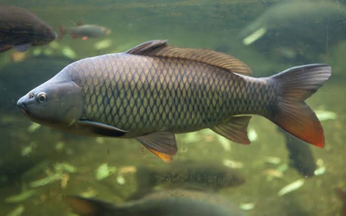 Freshwater Fish