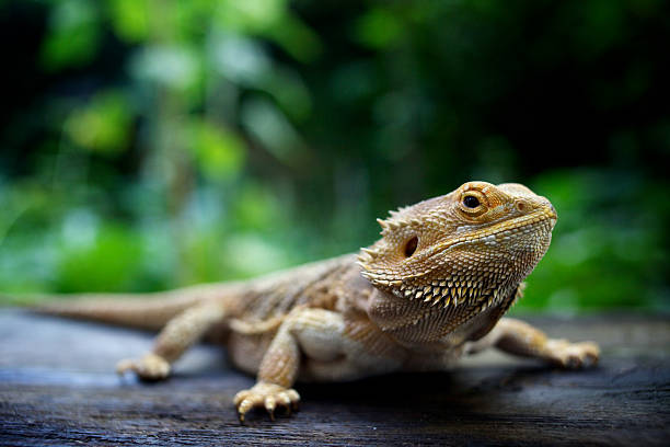 Reptiles