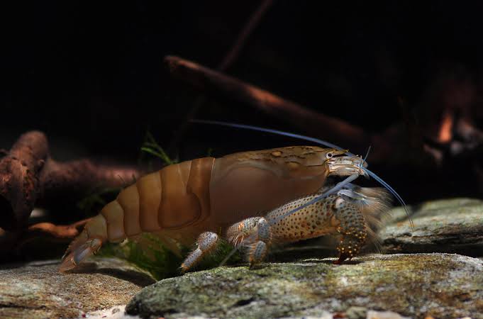 Shrimp
